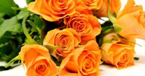 250 Floral Designer Quotes and Messages that Inspire Florists